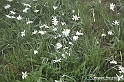 VBS_1184 - Fioritura narcisi a Castelnuovo Nigra 2023